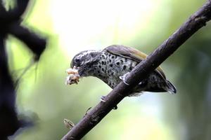 utils/thumbs/Picidae/Picumnus_f5An5wKbWo7gGh29yKfTYv.jpg