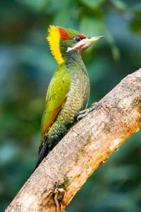 Picus chlorolophus