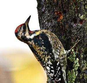 Sphyrapicus varius