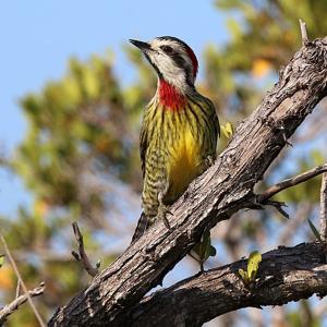 Xiphidiopicus percussus