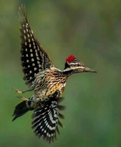 Dinopium benghalense