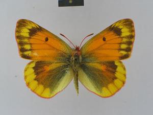 Colias felderi
