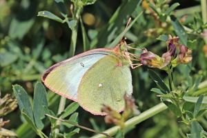 Colias palaeno palaeno