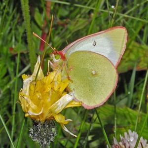 Colias palaeno europomene