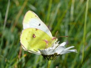 Colias phicomone