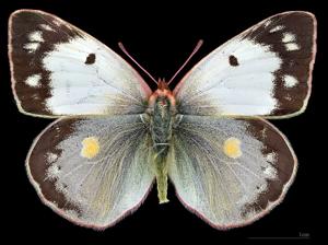 Colias croceus f. helice
