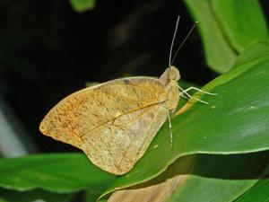 Hebomoia glaucippe aturia
