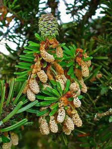 Abies koreana