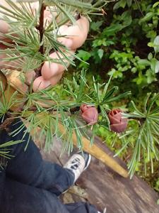 Larix laricina