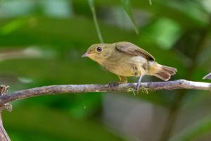 Ceratopipra mentalis