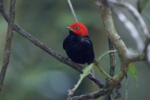 Ceratopipra mentalis