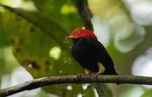 Ceratopipra mentalis