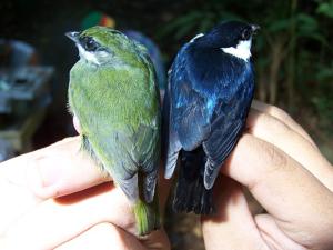 utils/thumbs/Pipridae/Corapipo_RfZJyR8SfEoKF6LzQwbi7a.jpg