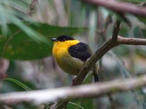 utils/thumbs/Pipridae/Manacus_fCxYAt7uUNMZG6czYTri8Q.jpg