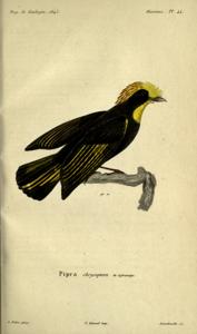 Masius chrysopterus
