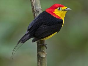 utils/thumbs/Pipridae/Pipra_XtLjkVRxtFnFD3sEJfjn5z.jpg