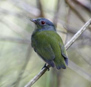 utils/thumbs/Pipridae/Pseudopipra_n9xnfzU4bKXbmWTGKH3ttH.jpg