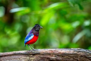 Erythropitta ussheri