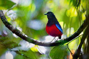 Erythropitta ussheri