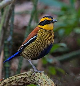 utils/thumbs/Pittidae/Hydrornis_N9piP5xv2BQPf5LiPPzeoZ.jpg