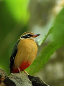 Pitta brachyura