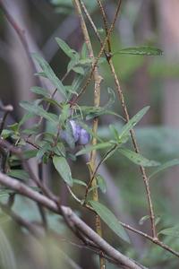 Billardiera longiflora
