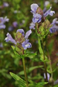 Adenosma elsholtzioides