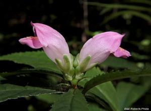 Chelone obliqua