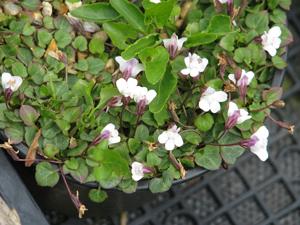 utils/thumbs/Plantaginaceae/Cymbalaria_8ebpL3TzXH9Fy9V5LmzUnd.jpg