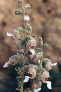 Digitalis lamarckii