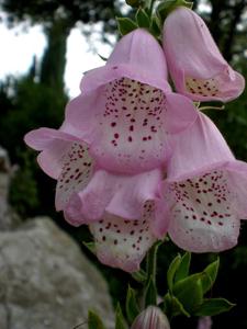 Digitalis minor