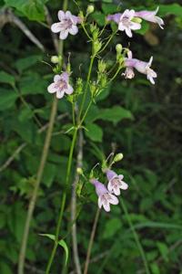 Penstemon laevigatus