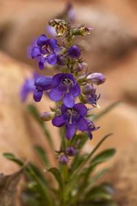 Penstemon cyaneus