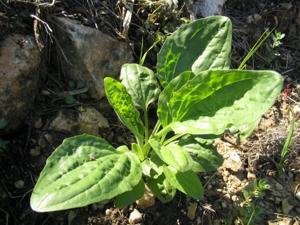 Plantago major