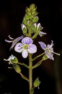 Veronica anagallis-aquatica