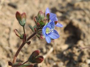 Veronica triphyllos