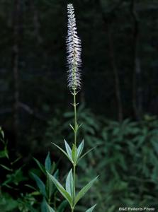 Veronicastrum virginicum