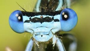 Platycnemis pennipes