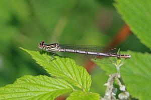 Platycnemis pennipes