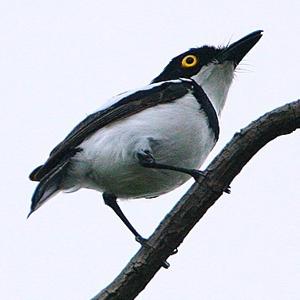 Batis senegalensis