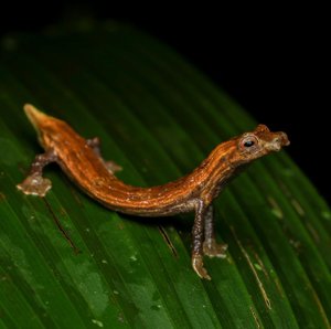 Bolitoglossa colonnea