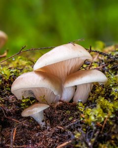 Pleurotus pulmonarius