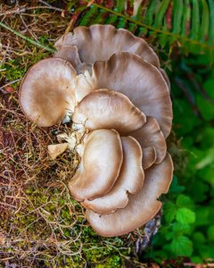 Pleurotus pulmonarius