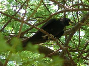 Bubalornis albirostris