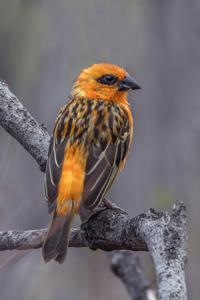 utils/thumbs/Ploceidae/Foudia_4o4oKHCGGQwuMywQNFTTVa.jpg