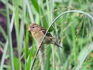 Foudia madagascariensis