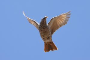 Histurgops ruficauda