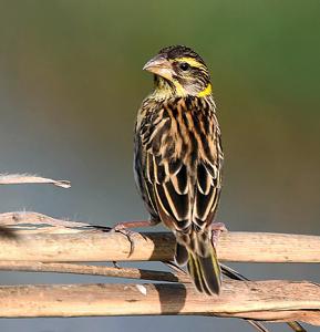 Ploceus benghalensis