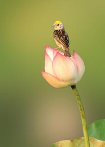 Ploceus benghalensis