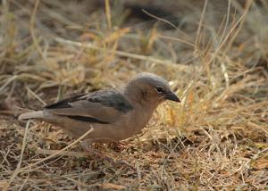 utils/thumbs/Ploceidae/Pseudonigrita_ctTPn3dAYdqRhfC3FR3t85.jpg